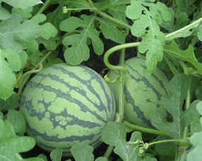 龙瓜怀孕可以吃吗,安全与营养两不误