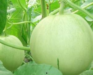 龙瓜怀孕可以吃吗,安全与营养两不误