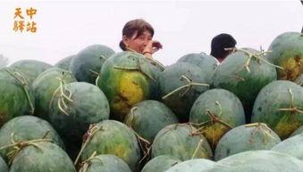 最近大行吃瓜现场,大行“吃瓜”现场，内幕曝光！