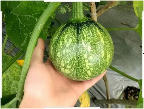 咋样吃小乳瓜,开启美味新体验