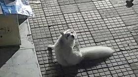 梦见铲地吃瓜,铲地吃瓜的奇幻之旅