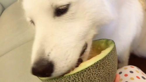 吃瓜群众上线 doge,Doge风潮席卷而来！