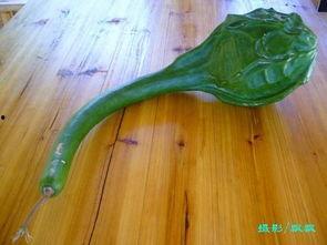 鹤首瓜怎样吃,解锁美味新体验