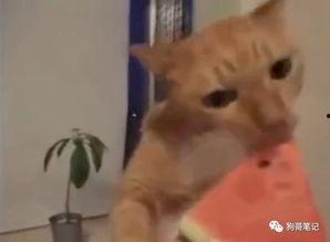 《嘲笑吃瓜》免费阅读,揭秘网络暴力背后的真相与反思