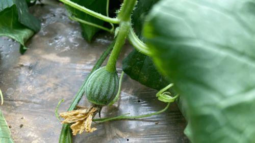 拉宏桑吃瓜,揭秘娱乐圈幕后真相