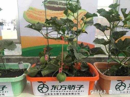 象寨吃瓜,探寻神秘村寨的甜蜜秘密