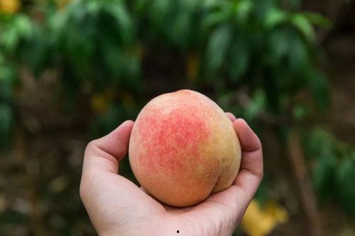 梦见在高处吃瓜吃桃,瓜果飘香，品味云端美味