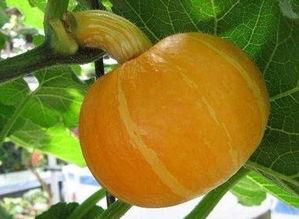 兰瓜如何吃,解锁美味新体验