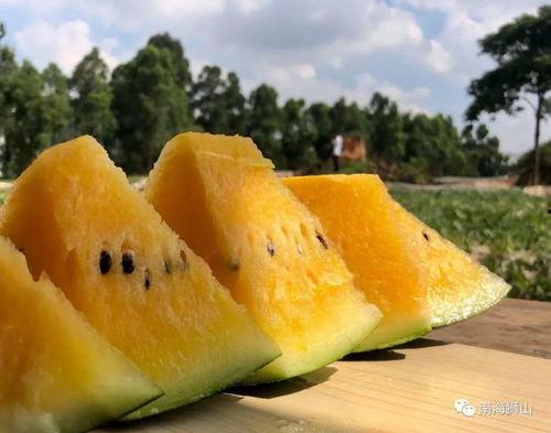 卖瓜的吃瓜视频大全最新,揭秘卖瓜吃瓜视频大全背后的趣味与智慧